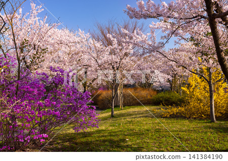 青森縣北津輕郡鶴田町鶴田早瀨公園內的染井吉野櫻、杜鵑花和連翹。 青森縣北津輕郡鶴田町鶴田早瀨公園內的染井吉野櫻、杜鵑花和連翹。 141384190