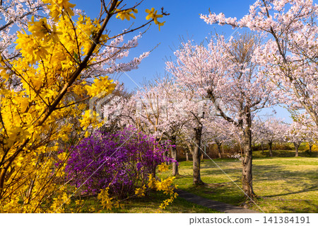 A row of Somei Yoshino cherry trees, azaleas, and forsythia at Iwakigawa Tsuruju Sakurazutsumi Park in Tsuruta Hayase, Tsuruta-machi, Kitatsugaru-gun, Aomori Prefecture. A row of Somei Yoshino cherry trees, azaleas, and forsythia at Iwakigawa Tsuruju Sakurazutsumi Park in Tsuruta Hayase, Tsuruta-machi, Kitatsugaru-gun, Aomori Prefecture. 141384191