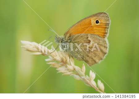 Small heath Coenonympha pamphilus butterfly sitting resting plant meadow peacefully cute perched on dried Arrhenatherum elatius false bulbous oat tall grass onion couch tuber leaf seeds flowering Small heath Coenonympha pamphilus butterfly sitting resting plant meadow peacefully cute perched on dried Arrhenatherum elatius false bulbous oat tall grass onion couch tuber leaf seeds flowering 141384195