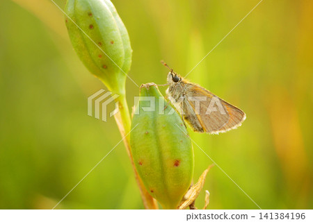 Small skipper Thymelicus sylvestris Hesperiidae butterfly sitting resting peacefully perched on the green seed of Iris sibirica Siberian flag flowering plant grassland meadow forest abundant healthy Small skipper Thymelicus sylvestris Hesperiidae butterfly sitting resting peacefully perched on the green seed of Iris sibirica Siberian flag flowering plant grassland meadow forest abundant healthy 141384196