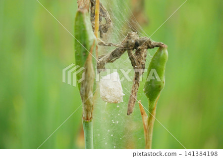 Cocoon web egg sac nursery spider Pisaura mirabilis covered concealed in silk spiderwebs white papery meadow structure hanging bedraggled broken strands on the green seed of Iris sibirica Siberian Cocoon web egg sac nursery spider Pisaura mirabilis covered concealed in silk spiderwebs white papery meadow structure hanging bedraggled broken strands on the green seed of Iris sibirica Siberian 141384198