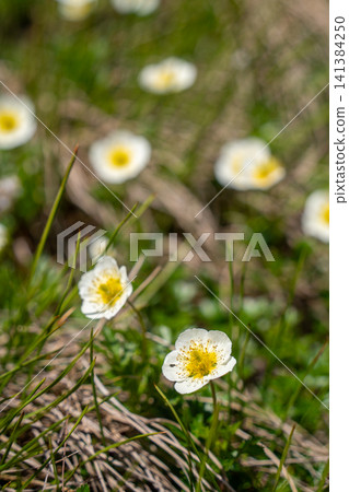 Close-up of white alpine plants on Mt. Hiuchi in early summer Close-up of white alpine plants on Mt. Hiuchi in early summer 141384250
