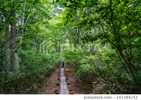 Early summer on Mt. Hiuchi: Hiking trails amidst fresh greenery Early summer on Mt. Hiuchi: Hiking trails amidst fresh greenery 141384252