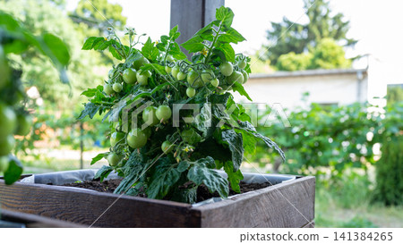 Lush tomato plant carrying clusters of unripe green fruit in wooden raised planter outdoors, set against soft backyard sunlight, fresh leaves, rich soil, and home garden growing space Lush tomato plant carrying clusters of unripe green fruit in wooden raised planter outdoors, set against soft backyard sunlight, fresh leaves, rich soil, and home garden growing space 141384265