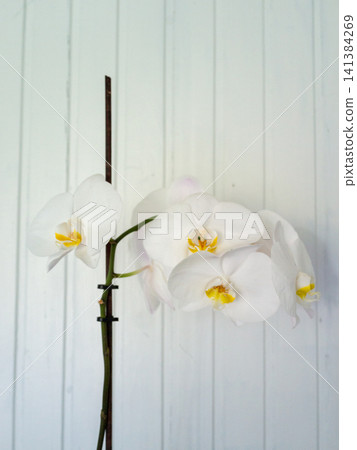 Elegant white orchid blossoms with yellow centers on slender stem against soft pale panel backdrop, minimal floral composition, gentle natural light, serene indoor decor, refined botanical beauty 141384269