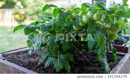 Lush green tomato plant loaded with unripe fruit growing in raised garden bed outdoors, natural daylight, healthy leaves, home gardening, fresh summer harvest concept with soft blurred background Lush green tomato plant loaded with unripe fruit growing in raised garden bed outdoors, natural daylight, healthy leaves, home gardening, fresh summer harvest concept with soft blurred background 141384279