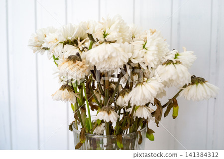 Wilted white chrysanthemum blooms in clear glass vase with drooping stems, faded petals, brown leaves, soft daylight, and pale wooden backdrop, creating delicate minimal floral still life Wilted white chrysanthemum blooms in clear glass vase with drooping stems, faded petals, brown leaves, soft daylight, and pale wooden backdrop, creating delicate minimal floral still life 141384312