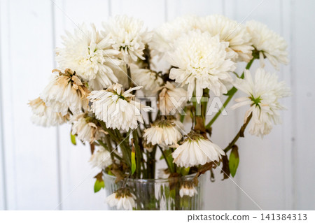 Soft white chrysanthemum blooms in glass vase with delicate petals, wilted stems, and airy natural light against pale wooden background, creating gentle home decor still life Soft white chrysanthemum blooms in glass vase with delicate petals, wilted stems, and airy natural light against pale wooden background, creating gentle home decor still life 141384313