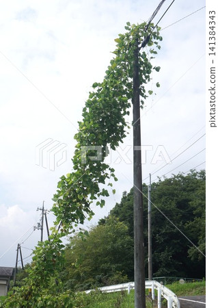 葛藤和常春藤攀爬電線桿和拉線 葛藤和常春藤攀爬電線桿和拉線 141384343