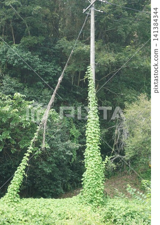 Kudzu and ivy climbing up utility poles and guy wires Kudzu and ivy climbing up utility poles and guy wires 141384344