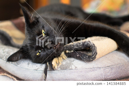 Black cat resting on a chair and looking at the camera indoors. Domestic pet portrait concept for home, comfort and animal care Black cat resting on a chair and looking at the camera indoors. Domestic pet portrait concept for home, comfort and animal care 141384885
