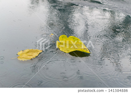 Yellow autumn leaves floating on a water surface with rain ripples. Fall weather background for season, reflection and nature concepts 141384886