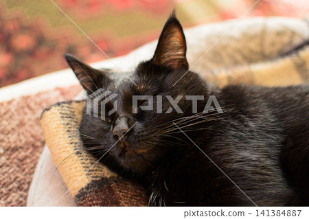 Black cat resting on a blanket indoors. Domestic pet portrait concept for home comfort, animal care and companionship 141384887