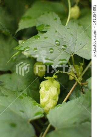 Green hop cones growing on a vine with fresh leaves after rain. Natural agriculture and brewing ingredient concept for beer production and organic farming Green hop cones growing on a vine with fresh leaves after rain. Natural agriculture and brewing ingredient concept for beer production and organic farming 141384892