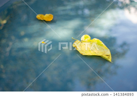Yellow autumn leaves floating on a water surface with sky reflection. Fall season background for weather, nature and environmental concepts Yellow autumn leaves floating on a water surface with sky reflection. Fall season background for weather, nature and environmental concepts 141384893