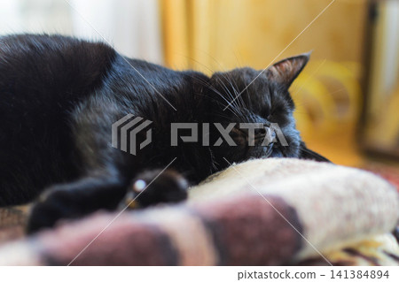 Black cat sleeping on a chair at home. Domestic pet relaxation concept for comfort, animal care and indoor lifestyle 141384894