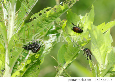 A grassland where many Japanese beetles gather to feed and mate (Japanese natural insect ecology, strobe macro photography) A grassland where many Japanese beetles gather to feed and mate (Japanese natural insect ecology, strobe macro photography) 141384907