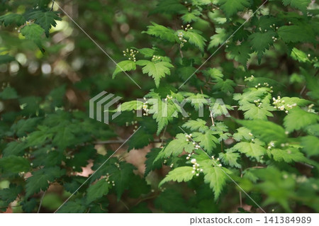 Mount Takao, Kobotoke Castle Mountain, Iccho-daira 141384989