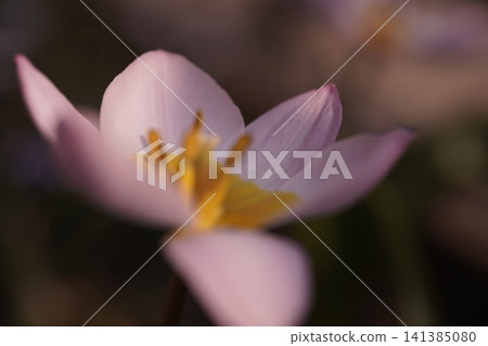 Flowers Flowers 141385080