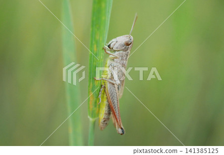Common field grasshopper Chorthippus brunneus sitting resting peacefully cute detail perched on green grass meadow field insect bug nature wildlife micro photography little creature climbing grassland Common field grasshopper Chorthippus brunneus sitting resting peacefully cute detail perched on green grass meadow field insect bug nature wildlife micro photography little creature climbing grassland 141385125