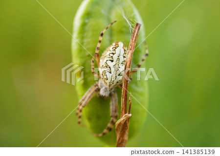 Oak spider Aculepeira ceropegia oak-leaf orbweaver arachnid meadow orb weaver Araneidae invertebrate arthropod macro photography small wildlife nature summer insect field forest spider grassland Oak spider Aculepeira ceropegia oak-leaf orbweaver arachnid meadow orb weaver Araneidae invertebrate arthropod macro photography small wildlife nature summer insect field forest spider grassland 141385139