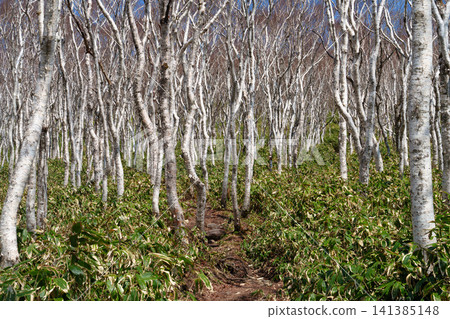 A birch forest spreads along the hiking trails of Mt. Muroran in Hokkaido, a beautiful spring scene of fresh greenery during mountain climbing. A birch forest spreads along the hiking trails of Mt. Muroran in Hokkaido, a beautiful spring scene of fresh greenery during mountain climbing. 141385148