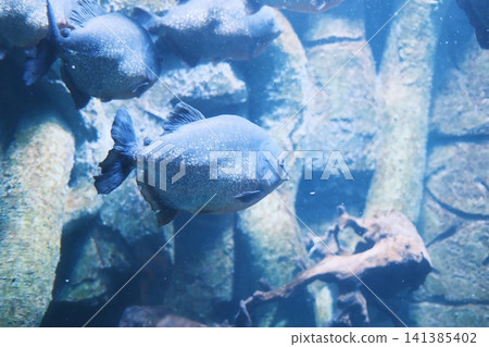 Silvery piranha fish swim in a clear freshwater habitat. Silvery piranha fish swim in a clear freshwater habitat. 141385402