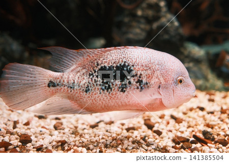 Pale pink cichlid fish with dark spots glides above the light gravel floor Pale pink cichlid fish with dark spots glides above the light gravel floor 141385504