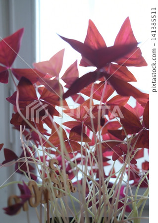 Tall, purple Oxalis leaves glow in bright window light Tall, purple Oxalis leaves glow in bright window light 141385511
