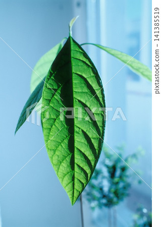 A vibrant green avocado leaf is brightly lit by morning sun, highlighting its textured surface A vibrant green avocado leaf is brightly lit by morning sun, highlighting its textured surface 141385519