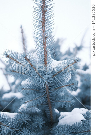 Close up of a blue spruce evergreen tree branches covered in white snow Close up of a blue spruce evergreen tree branches covered in white snow 141385536