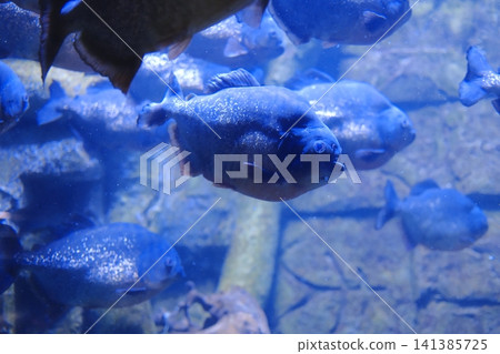 A group of piranhas swims through clear blue water inside a large freshwater aquarium exhibit 141385725