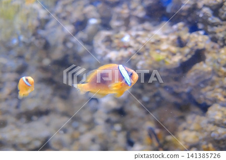 Orange clownfish with white stripe glides in clear water near coral 141385726