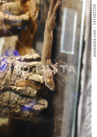 Golden-eyed gecko clings vertically to smooth glass Golden-eyed gecko clings vertically to smooth glass 141385728
