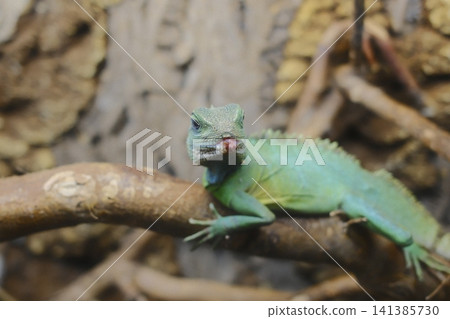 Green lizard, red chin, stares from branch in warm enclosure by day 141385730