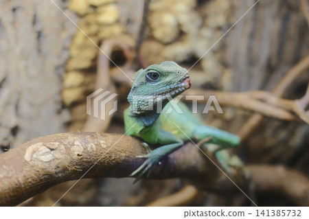 Green Chinese Water Dragon perches on a rustic brown branch Green Chinese Water Dragon perches on a rustic brown branch 141385732
