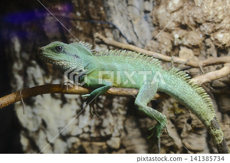 Magnificent Asian Water Dragon with vibrant green scales rests calmly Magnificent Asian Water Dragon with vibrant green scales rests calmly 141385734