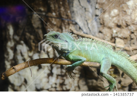 Radiant Asian Water Dragon on branch, scales shimmer as it vigilantly observes its tropical world Radiant Asian Water Dragon on branch, scales shimmer as it vigilantly observes its tropical world 141385737
