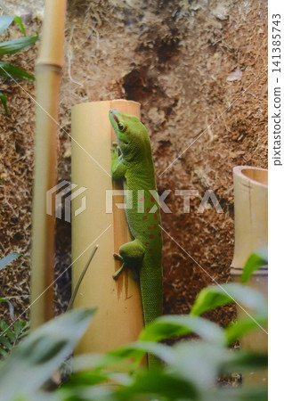 Crimson-patterned emerald gecko clings to golden bamboo Crimson-patterned emerald gecko clings to golden bamboo 141385743