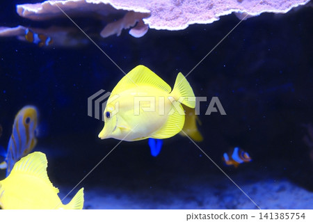 A vibrant yellow tang fish swims in a dark blue aquarium, passing by delicate coral A vibrant yellow tang fish swims in a dark blue aquarium, passing by delicate coral 141385754