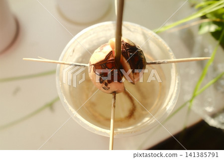 Avocado seed splits open in a cup of water, revealing a root growing downwards 141385791
