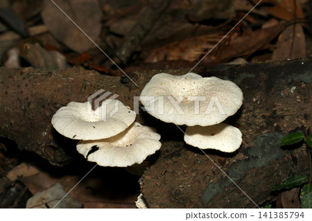 在腐爛的木頭上可以觀察到新鮮美麗的鱗片狀棒狀菌(Clavaria scalycium)菌簇,其菌絲呈乳白色(日本天然真菌,蘑菇微距攝影)。 在腐爛的木頭上可以觀察到新鮮美麗的鱗片狀棒狀菌(Clavaria scalycium)菌簇,其菌絲呈乳白色(日本天然真菌,蘑菇微距攝影)。 141385794