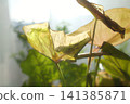 Broad plant leaves catch bright daylight, showing transparent textures 141385871