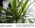 Lush Dracaena marginata plant reveals its vibrant green foliage 141385874