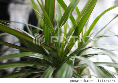 Lush Dracaena marginata plant reveals its vibrant green foliage Lush Dracaena marginata plant reveals its vibrant green foliage 141385874