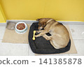 A brown dog sleeps curled up on its dark bed. 141385878