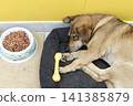 Light brown dog rests deeply on its dark dog bed 141385879