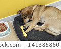 Tan and brown dog sleeps soundly on its dark bed indoors 141385880