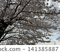 櫻花 櫻 賞櫻 141385887
