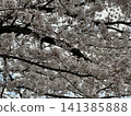 櫻花 櫻 賞櫻 141385888